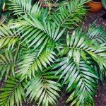 Хамедорея — пальмовые заросли в домашних условиях