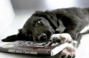 Почему собаку нельзя кормить сладким