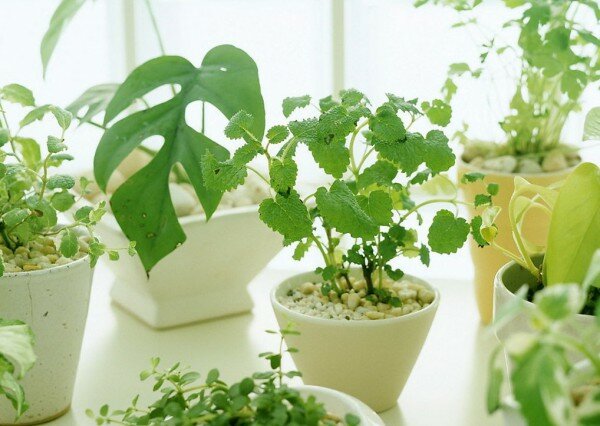 выращивание цветов на продажу