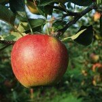Яблоко – один из самых полезных фруктов в мире!