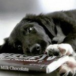 Почему собак нельзя угощать шоколадом